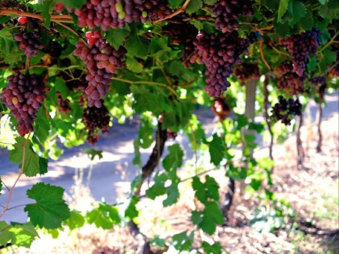 Mymering Wine & Guest Estate Ladismith Dış mekan fotoğraf